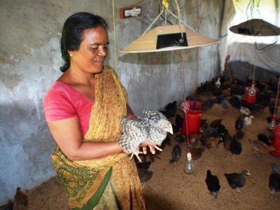 Small Scale Poultry