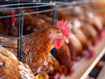 Economical Poultry Breeds