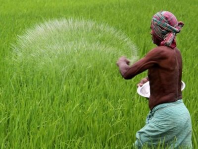 Rice Intensification Technology